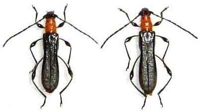 Kurarua rhopalophoroides