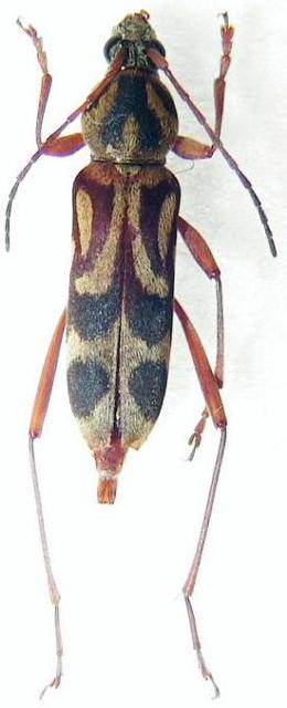 Chlorophorus annularis