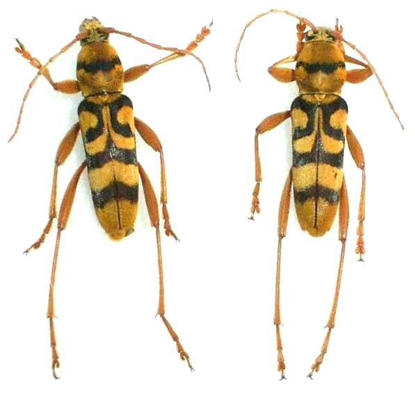 Chlorophorus quinquefasciatus