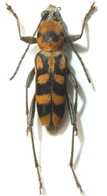 Chlorophorus boninensis