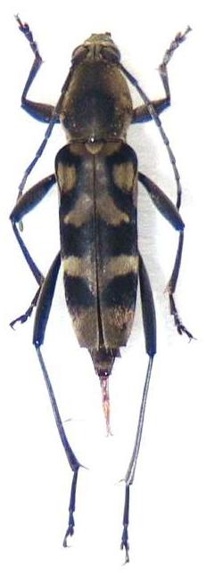 Chlorophorus flavopubescens