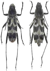 Chlorophorus japonicus