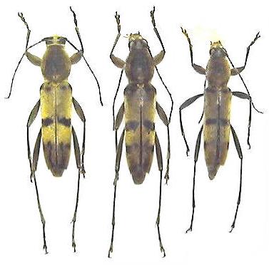 Chlorophorus muscosus