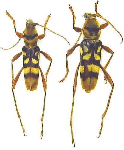 Chlorophorus quinquefasciatus