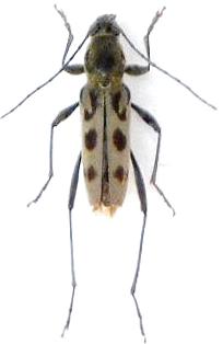 Chlorophorus simillimus