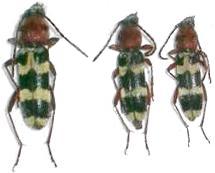 Chlorophorus trifasciatus