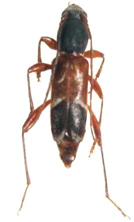Clytoleptus albofasciatus