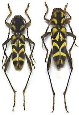 Clytosaurus siamensis