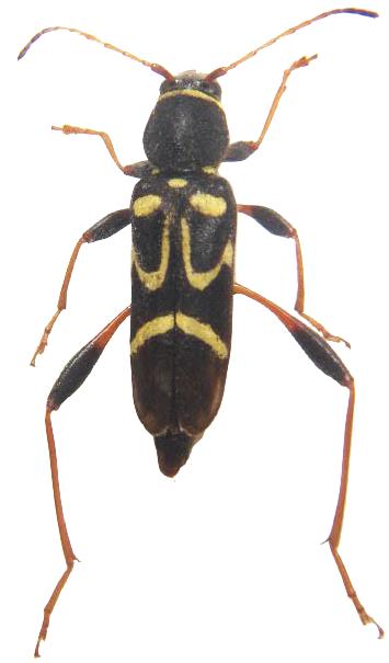 Clytus ruricola