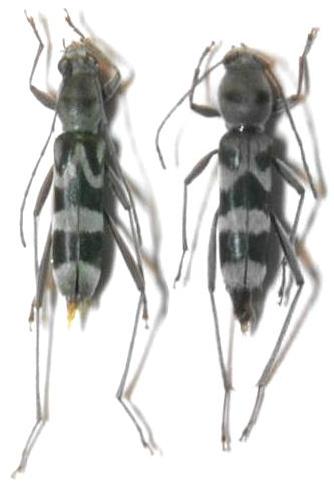 Demonax (Demonax) ohbayashii