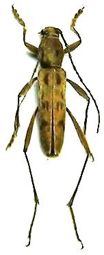 Demonax (Grammographus) notabilis