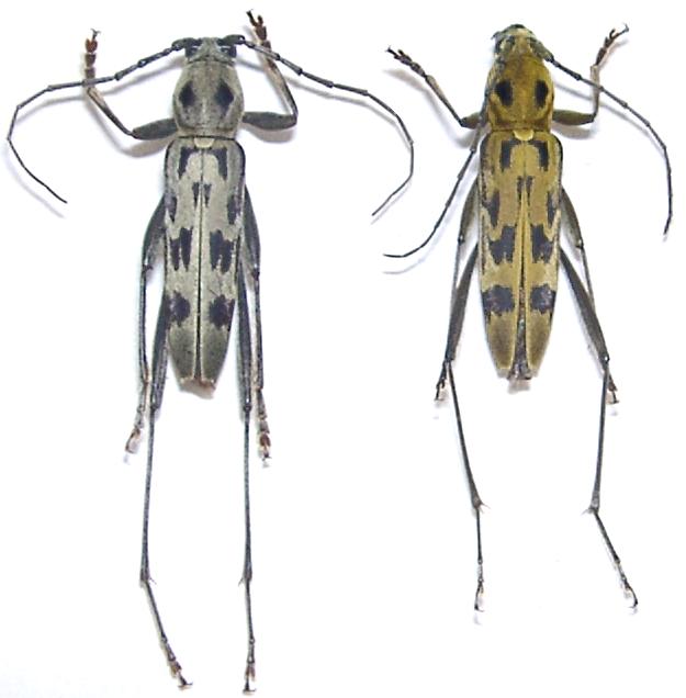 Demonax (Grammographus) notabilis