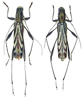 Hayashiclytus acutivittis