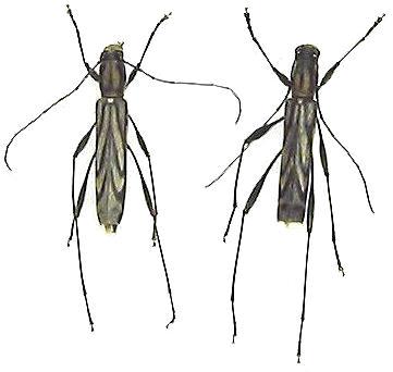 Hayashiclytus acutivittis