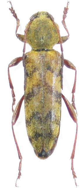 Hesperoclytus katarinae