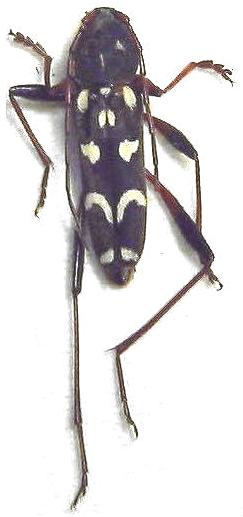 Isotomus speciosus