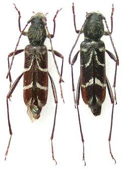 Kazuoclytus lautoides