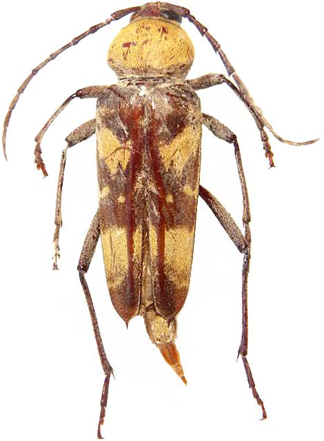 Megacyllene antennata