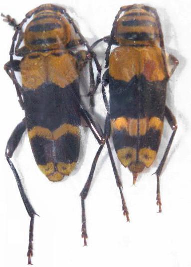 Megacyllene decora