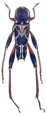 Neoclytus araneiformis