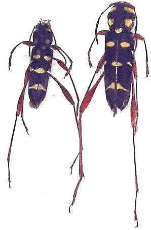 Neoclytus stillatus