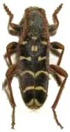 Plagionotus arcuatus