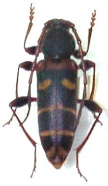 Plagionotus christophi
