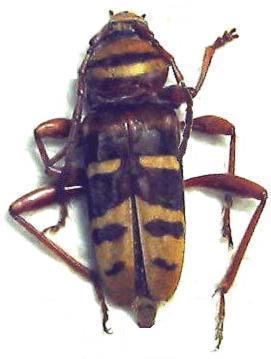 Plagionotus detritus