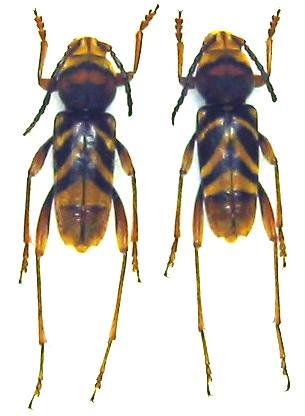 Xylotrechus chinensis