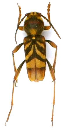 Xylotrechus chinensis