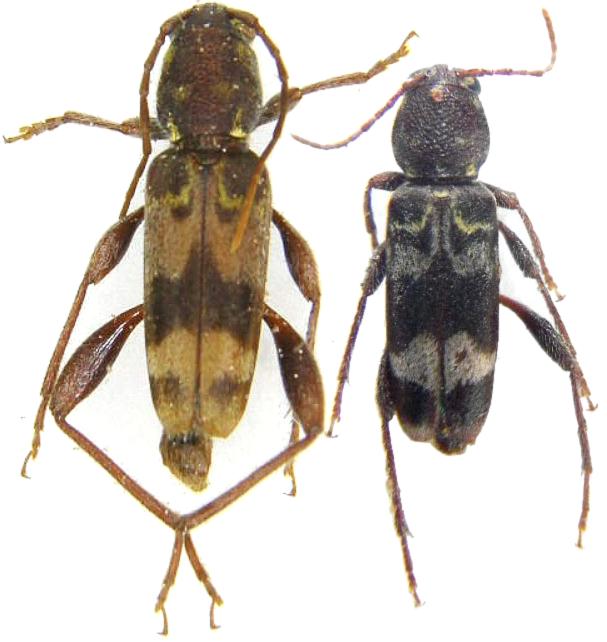 Xylotrechus colonus