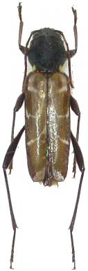 Xylotrechus cuneipennis