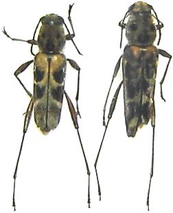 Xylotrechus formosanus