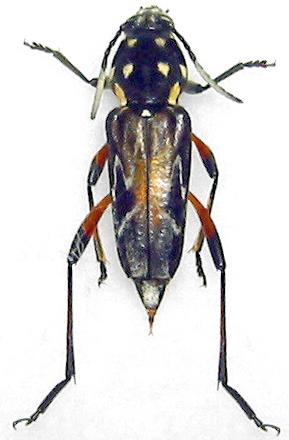 Xylotrechus grayii