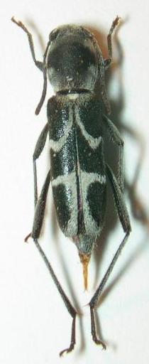 Xylotrechus chujoi ishigakianus