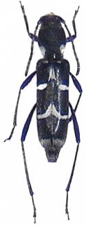 Xylotrechus reductemaculatus
