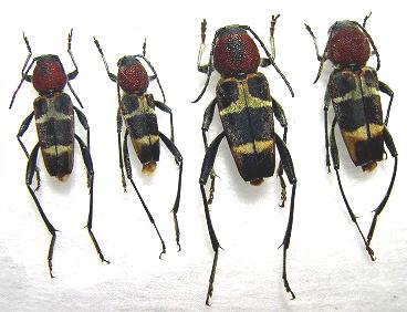 Xylotrechus rufilius