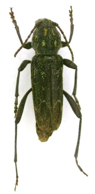 Xylotrechus rusticus