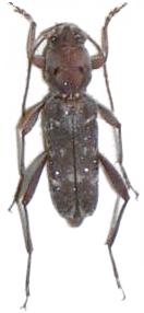 Xylotrechus smei