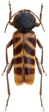 Xylotrechus villioni