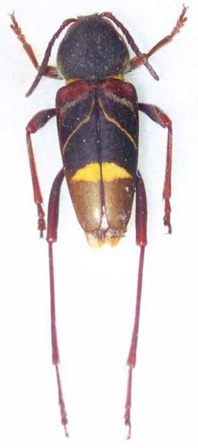 Xylotrechus yanoi