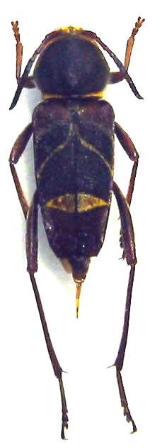Xylotrechus yanoi