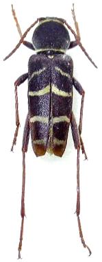 Xylotrechus zebratus