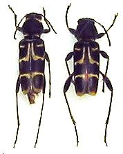 Xylotrechus clarinus