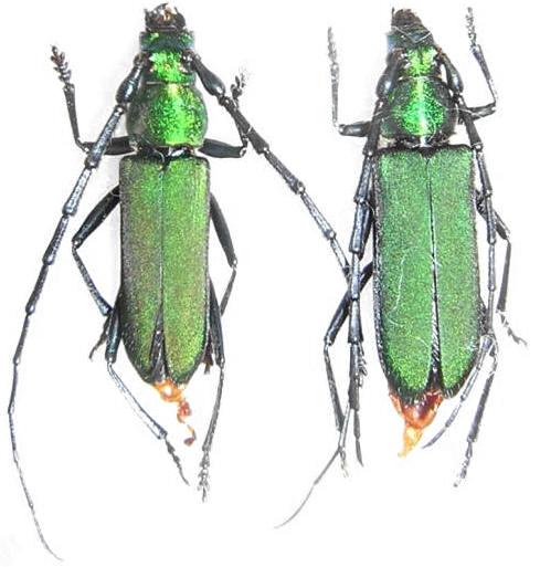 Aglaoschema ventrale