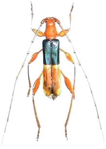 Chenoderus bicolor