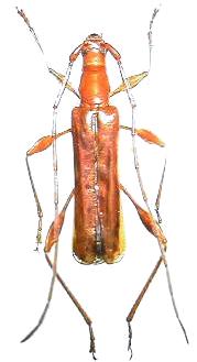 Chenoderus testaceus