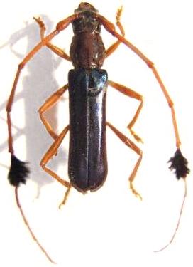 Compsocerus violaceus