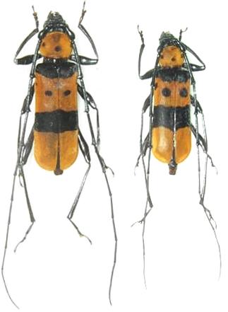 Eurybatus (Eurybatus) formosus