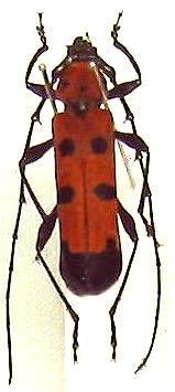 Eurybatus (Eurybatus) borneensis